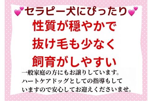 成約済の秋田県のヨープー:ヨークシャーテリア×トイプードル-89431の5枚目