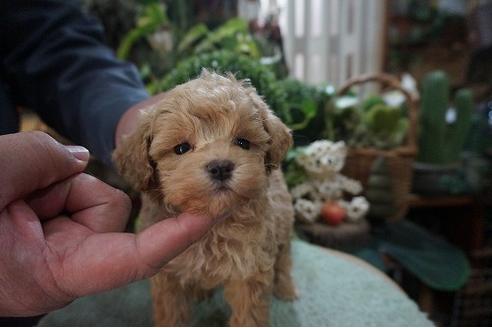 成約済の京都府のミックス犬-89557の2枚目