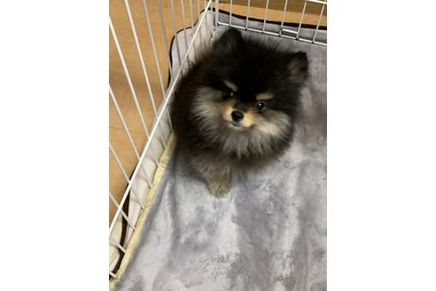 ブリーダー ポメラニアン ブラックタン