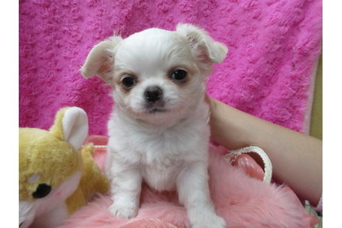 成約済の京都府のチワワ(ロングコート)-90347の4枚目