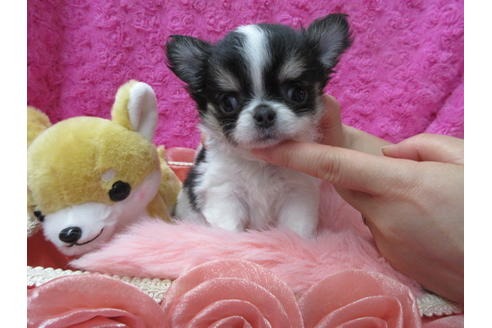 成約済の京都府のチワワ(ロングコート)-90348の1枚目