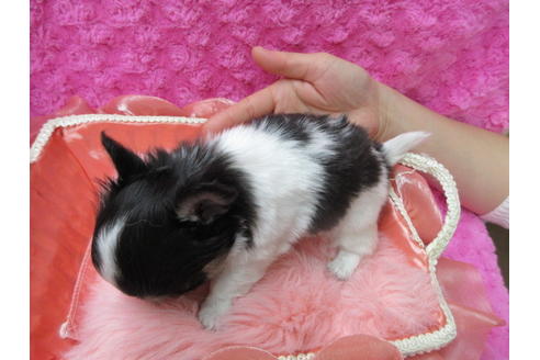 成約済の京都府のチワワ(ロングコート)-90348の5枚目