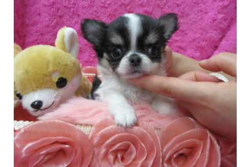 成約済の京都府のチワワ(ロングコート)-90348の4枚目