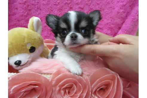 成約済の京都府のチワワ(ロングコート)-90348の3枚目