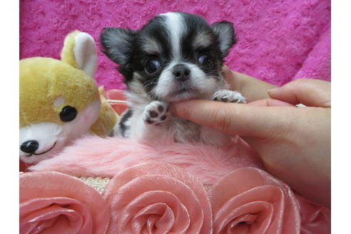 成約済の京都府のチワワ(ロングコート)-90348の2枚目