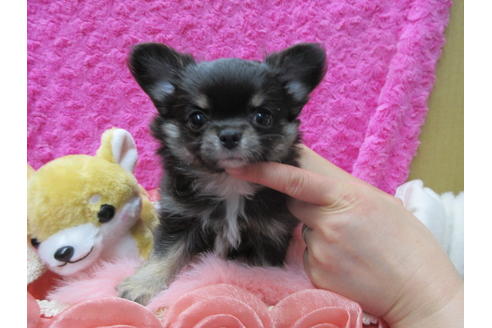 成約済の京都府のチワワ(ロングコート)-90351の1枚目