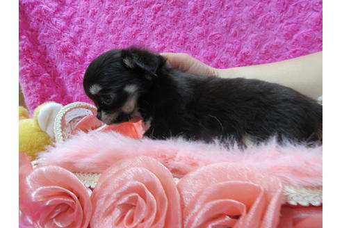 成約済の京都府のチワワ(ロングコート)-90351の3枚目