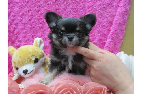 成約済の京都府のチワワ(ロングコート)-90351の2枚目