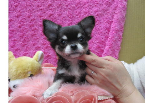 成約済の京都府のチワワ(ロングコート)-90352の4枚目