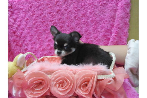 成約済の京都府のチワワ(ロングコート)-90352の3枚目