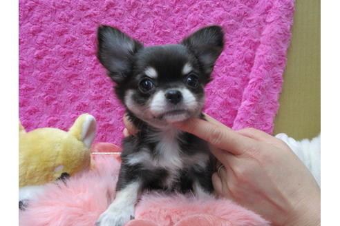 成約済の京都府のチワワ(ロングコート)-90352の1枚目