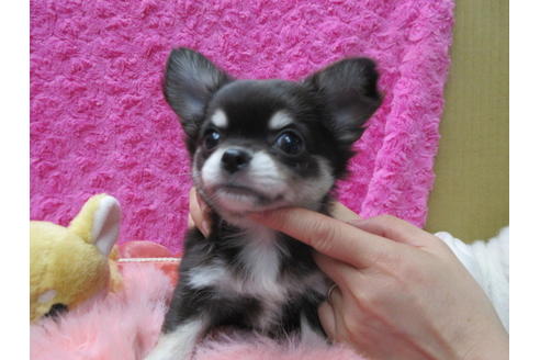 成約済の京都府のチワワ(ロングコート)-90352の2枚目