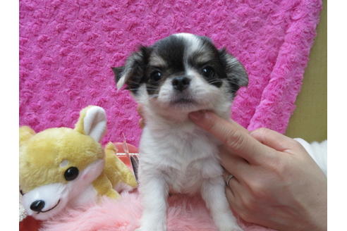 成約済の京都府のチワワ(ロングコート)-90349の1枚目