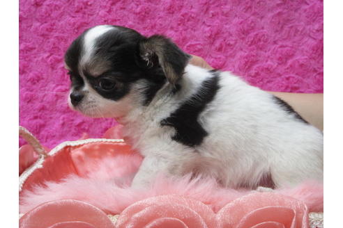 成約済の京都府のチワワ(ロングコート)-90349の4枚目