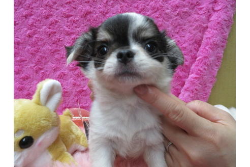 成約済の京都府のチワワ(ロングコート)-90349の2枚目