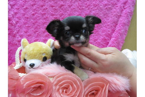 成約済の京都府のチワワ(ロングコート)-90350の1枚目