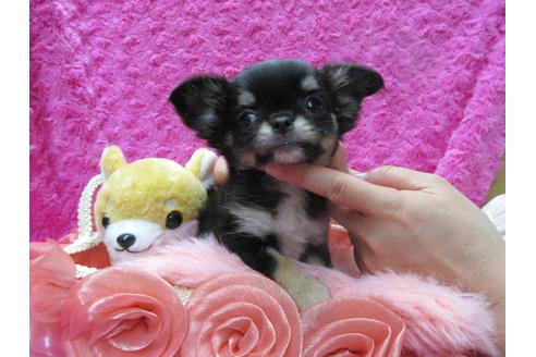 成約済の京都府のチワワ(ロングコート)-90350の3枚目