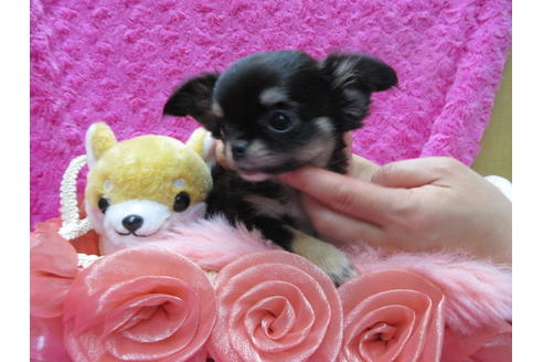 成約済の京都府のチワワ(ロングコート)-90350の2枚目