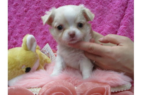 成約済の京都府のチワワ(ロングコート)-90353の1枚目