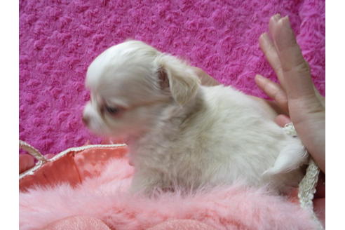 成約済の京都府のチワワ(ロングコート)-90353の2枚目