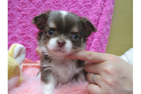 成約済の京都府のチワワ(ロングコート)-90354の5枚目