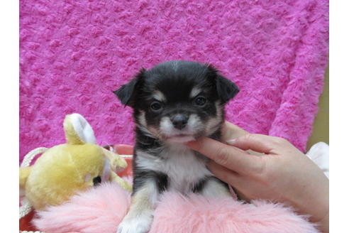 成約済の京都府のチワワ(ロングコート)-90355