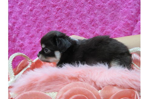 成約済の京都府のチワワ(ロングコート)-90355の3枚目