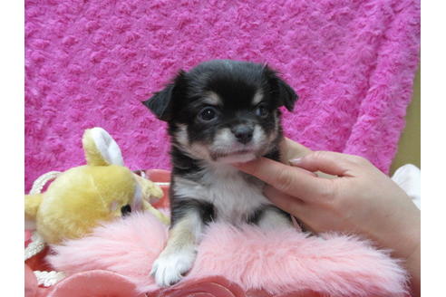 成約済の京都府のチワワ(ロングコート)-90355の2枚目