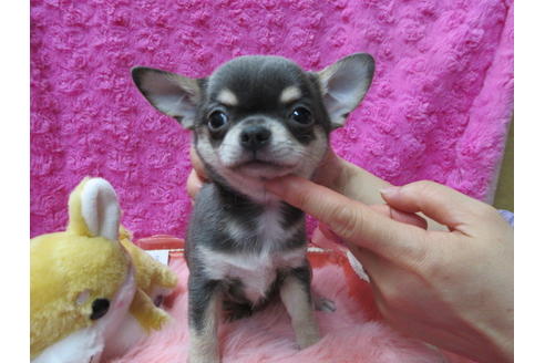 成約済の京都府のチワワ(スムースコート)-90357