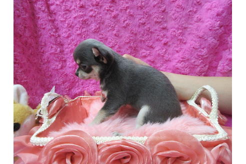 成約済の京都府のチワワ(スムースコート)-90357の4枚目