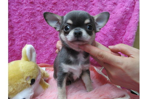 成約済の京都府のチワワ(スムースコート)-90357の3枚目