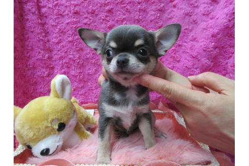 成約済の京都府のチワワ(スムースコート)-90357の2枚目