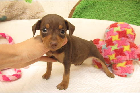 大阪府のミニチュアピンシャー 男の子 01 13生まれ チョコレート タン 子犬id ブリーダーナビ 大阪府のミニチュアピンシャー 男の子 01 13生まれ チョコレート タン 子犬id ブリーダーナビ