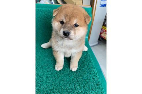 成約済の広島県の柴犬-90335の1枚目