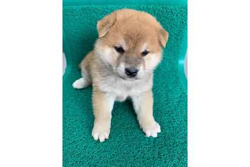 成約済の広島県の柴犬-90336