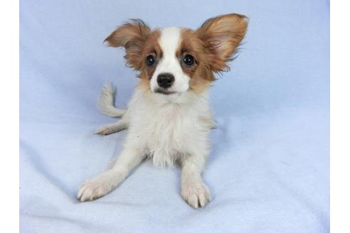 成約済の千葉県のパピヨン-85712の12枚目