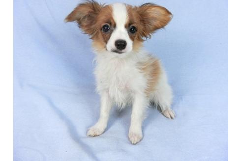 成約済の千葉県のパピヨン-85712の11枚目