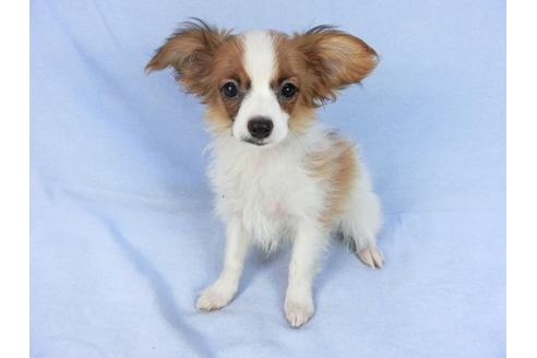 成約済の千葉県のパピヨン-85712の10枚目