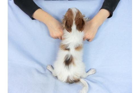 成約済の千葉県のパピヨン-85712の9枚目