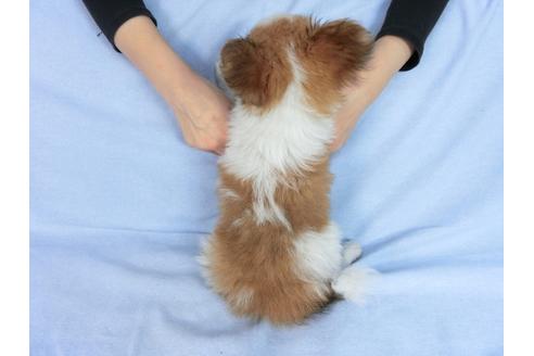 成約済の千葉県のパピヨン-88429の2枚目
