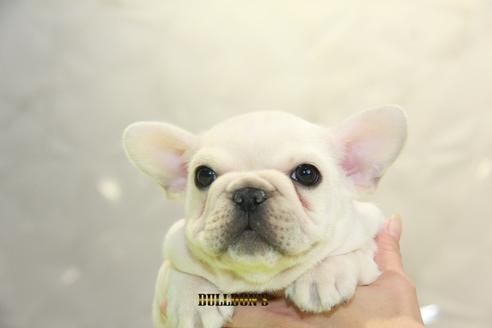 成約済の東京都のフレンチブルドッグ-90416の1枚目