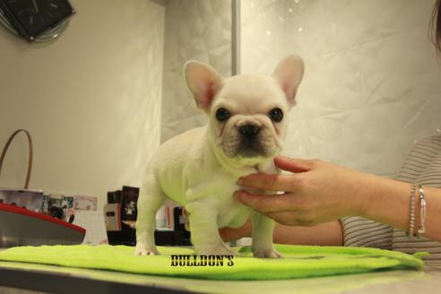 成約済の東京都のフレンチブルドッグ-90416の5枚目