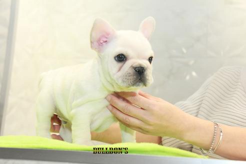 成約済の東京都のフレンチブルドッグ-90416の2枚目