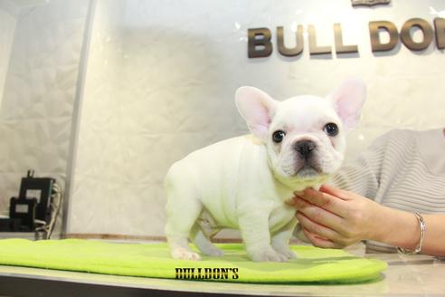 成約済の東京都のフレンチブルドッグ-90431