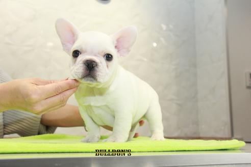 成約済の東京都のフレンチブルドッグ-90431の4枚目