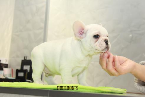 成約済の東京都のフレンチブルドッグ-90431の3枚目