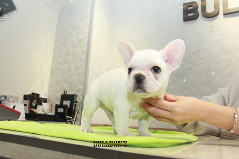 成約済の東京都のフレンチブルドッグ-90431の2枚目