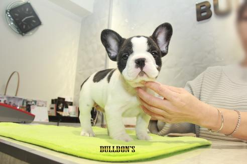 成約済の東京都のフレンチブルドッグ-90432