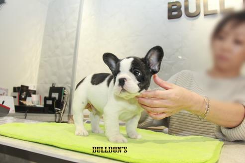 成約済の東京都のフレンチブルドッグ-90432の5枚目