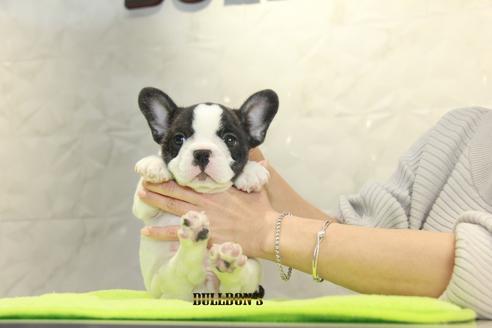 成約済の東京都のフレンチブルドッグ-90432の4枚目